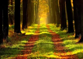 Road through a forest path with sun i n the distance shinging through the trees
