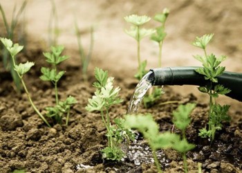 small plants in dirt being watered by a watering can