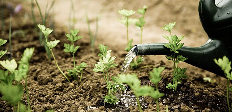 small plants in dirt being watered by a watering can