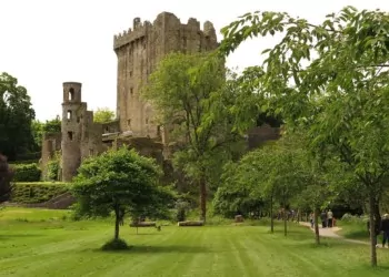A cartle on a landscaped lawn with trees