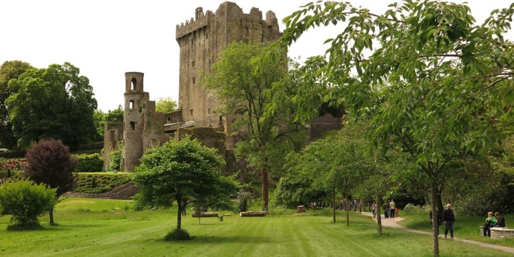 A cartle on a landscaped lawn with trees