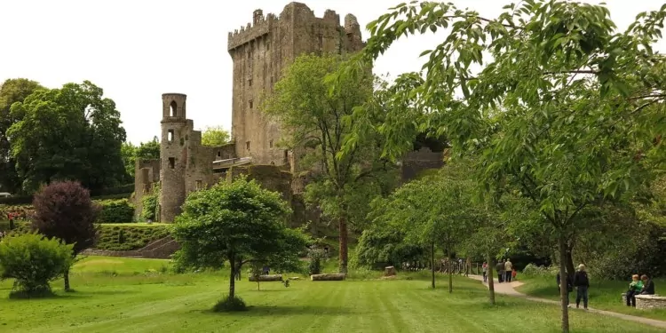 A cartle on a landscaped lawn with trees