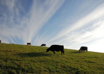 Productive Land In Chaco, Paraguay