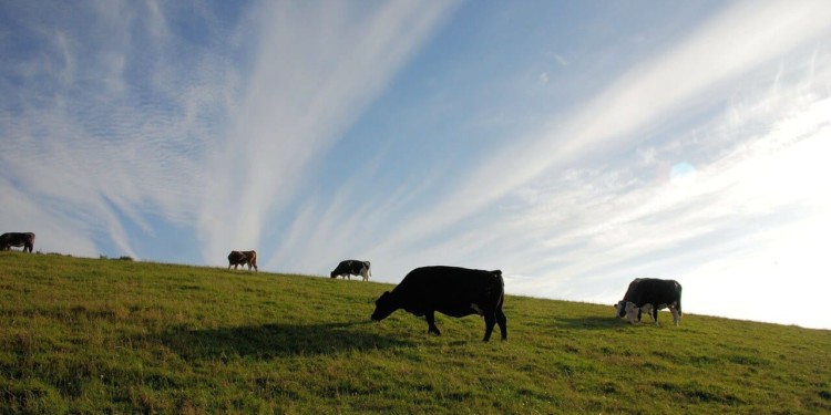 Productive Land In Chaco, Paraguay