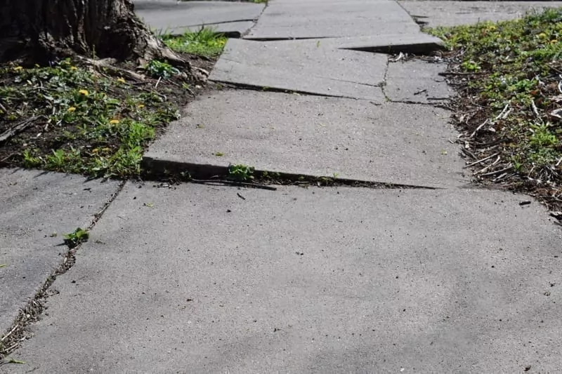 A sidewalk made uneven by tree roots.