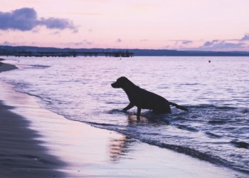 dog on the beach belize