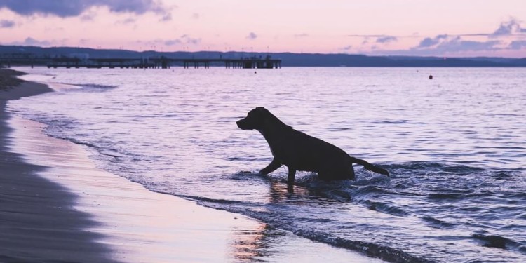 dog on the beach belize