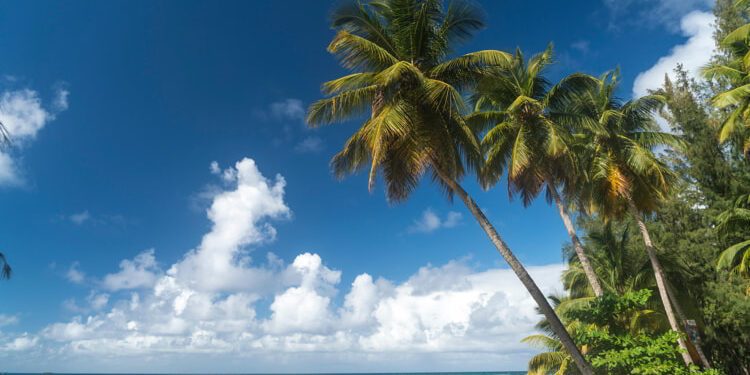 Palm fringed beach in Las Terrenas, Samana peninsula, Dominican Republic