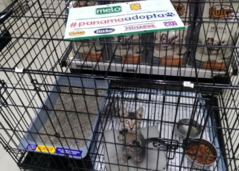 animal adoption panama