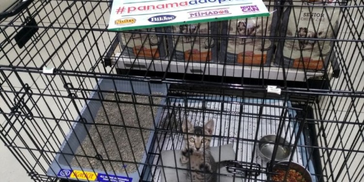 animal adoption panama