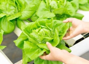 lettuce grown using aquaponics
