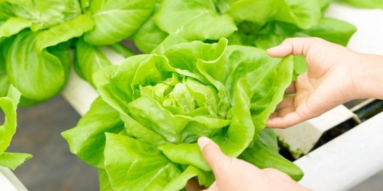 lettuce grown using aquaponics