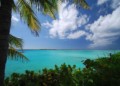 View from the shore of clear blue caribbean waters. Tropical plants and a palm tree in the foreground and some fluffy white clouds in the sky