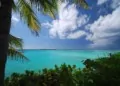 View from the shore of clear blue caribbean waters. Tropical plants and a palm tree in the foreground and some fluffy white clouds in the sky
