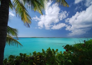 View from the shore of clear blue caribbean waters. Tropical plants and a palm tree in the foreground and some fluffy white clouds in the sky