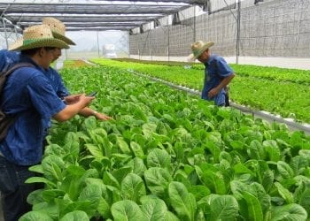 Thai farmers inspecting leafy greens at a hydroponics farm