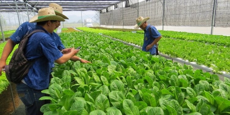 Thai farmers inspecting leafy greens at a hydroponics farm