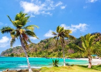 Palm trees in front of green sea in Panama