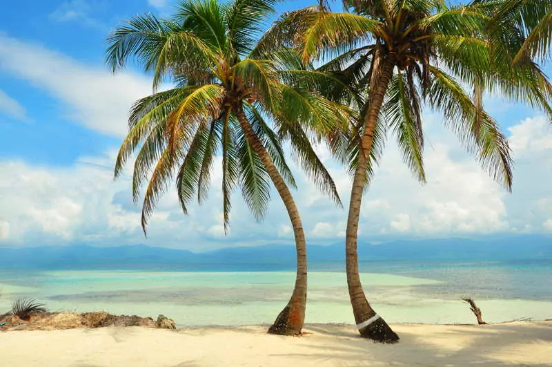 palmtrees san blas panama