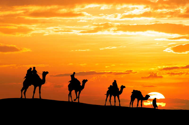 camels trek through the desert