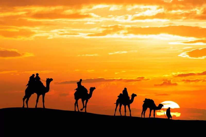 camels trek through the desert
