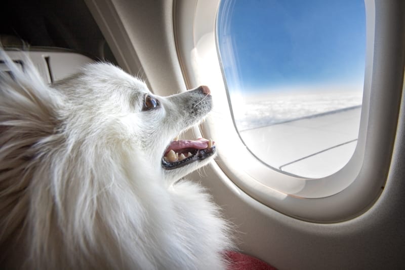 Dog in airplane traveling to Panama