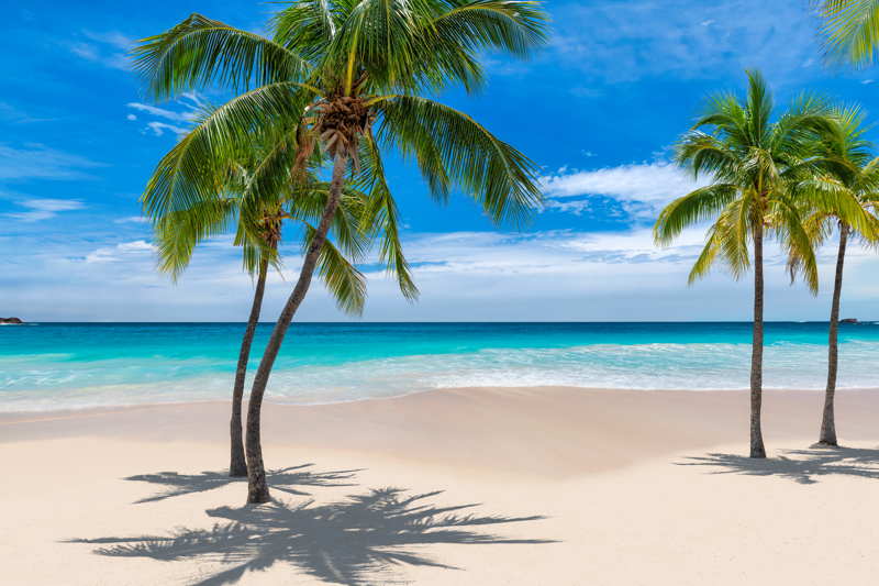 tropical beach palm trees white sand