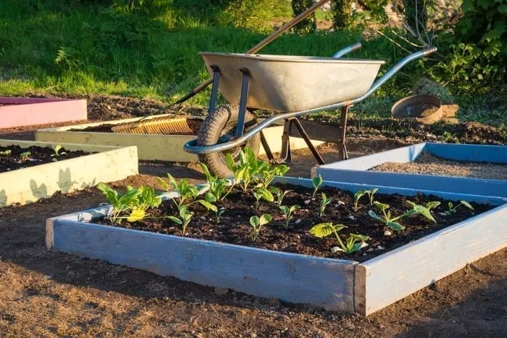 homesteading