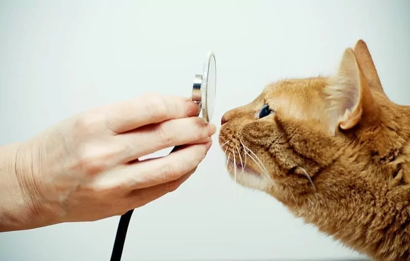 A cat in the vet