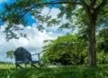 Beautiful park in Belize with green grass, a wooden chair, and a big tree to the right.