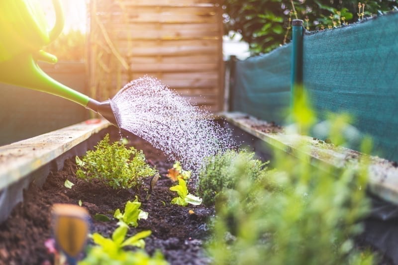 Watering vegetables and herbs in raised bed
