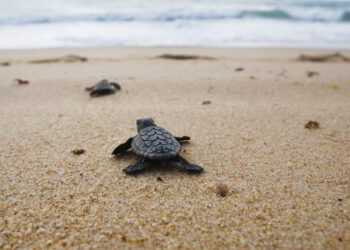 Sea turtle hatching, baby turtle going towards the sea.