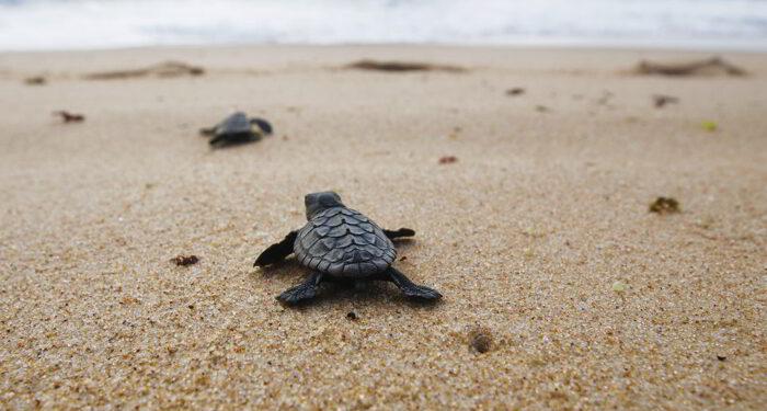 Sea turtle hatching, baby turtle going towards the sea.