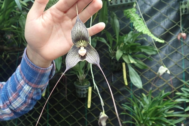 Dracula orchid. 