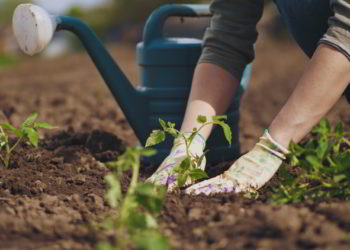 Farmer hands planting to soil tomato seedling in the vegetable garden. On the background a watering can for irrigation.