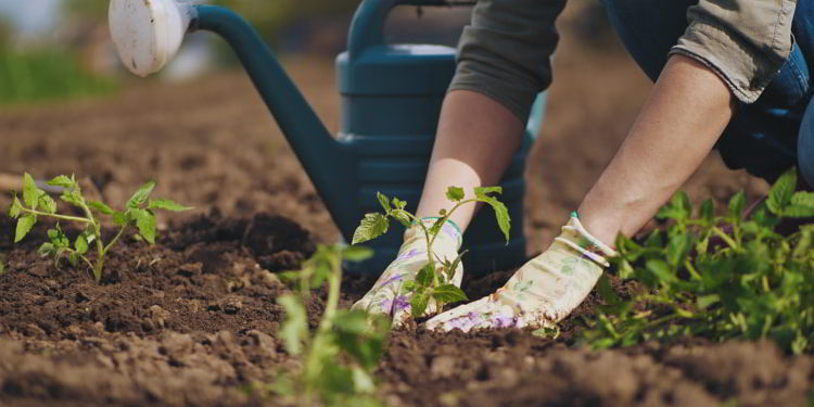 Farmer hands planting to soil tomato seedling in the vegetable garden. On the background a watering can for irrigation.