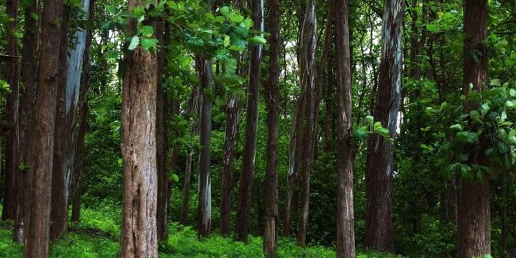 Teak trees in an agricultural forest.
