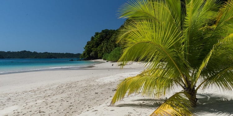 A small palm tree in the white sand beach in Coiba National Park, Panama