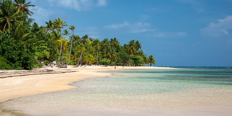 Mangrove trees grow on the beach in crystal clear tropical water in Las Terrenas beach, Dominican Republic