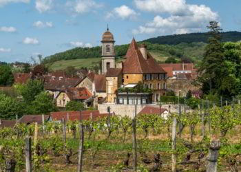 Beautiful vineyards in the town of Arbois in France