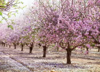 Alley of pink almond trees