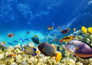 Beautiful tropical coral reef with fish