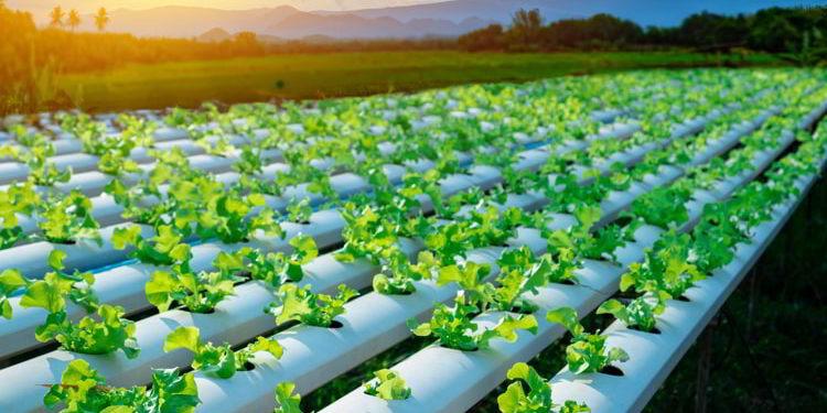 Vegetable green oak growing in hydroponic system