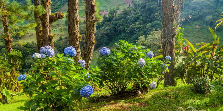 Gardden with Hydrangea (hortensia) near Boquete, Panama