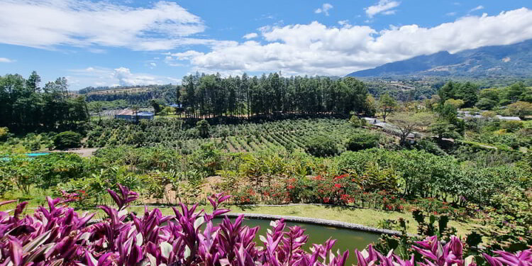 Panama, Boquete, panoramic view of the valley with coffee plantation