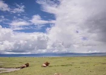 Landscape in Tanzania with lions