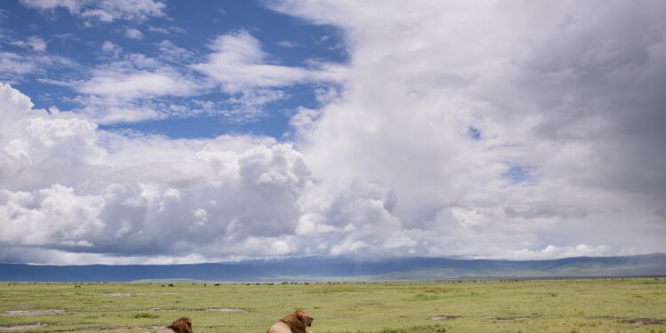 Landscape in Tanzania with lions