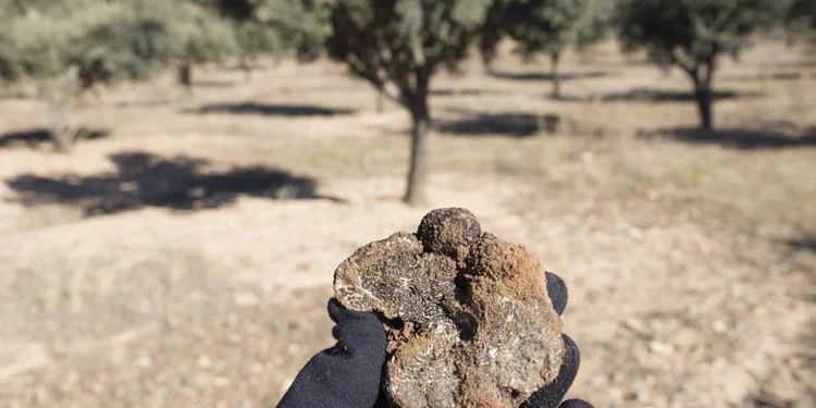Hunter Of Wild Truffles With One In His Hand In Teruel Aragon Spain