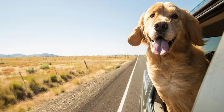 Golden Retriever Dog on a road trip. move overseas