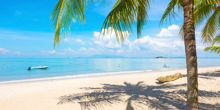 Palm tree at beach in Penang Malaysia